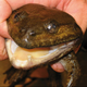 Image for article titled Another Frog With Fangs Is Discovered In Southeast Asia